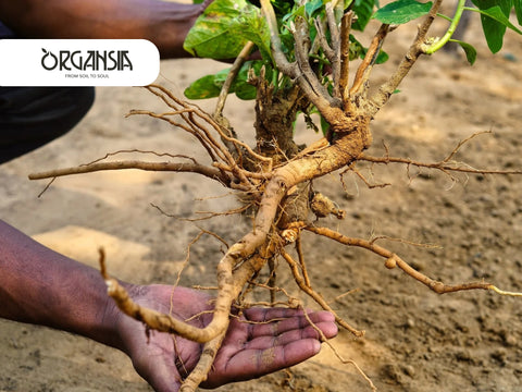 Organsia Health: The health benefits of Ashwagandha!